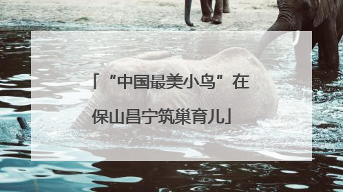 “中国最美小鸟”在保山昌宁筑巢育儿