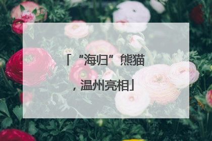 “海归”熊猫，温州亮相