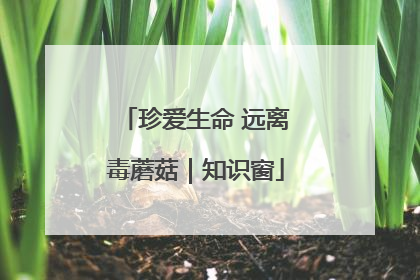 珍爱生命 远离毒蘑菇｜知识窗