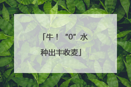 牛！“0”水种出丰收麦