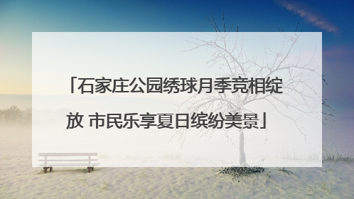 石家庄公园绣球月季竞相绽放 市民乐享夏日缤纷美景