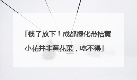 筷子放下！成都绿化带桔黄小花并非黄花菜，吃不得