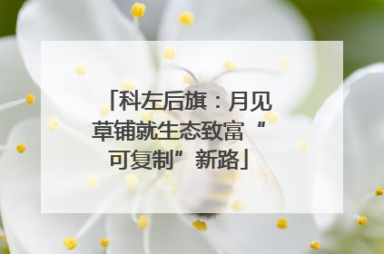 科左后旗：月见草铺就生态致富“可复制”新路