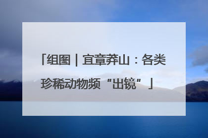 组图｜宜章莽山：各类珍稀动物频“出镜”