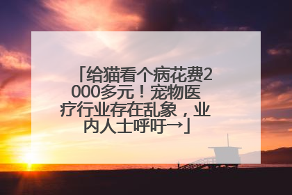 给猫看个病花费2000多元！宠物医疗行业存在乱象，业内人士呼吁→