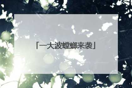 一大波螳螂来袭