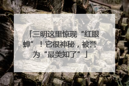 三明这里惊现“红眼蝉”！它很神秘，被誉为“最美知了”