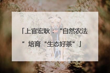 上官宏耿：“自然农法”培育“生态好茶”