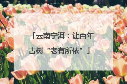 云南宁洱：让百年古树“老有所依”
