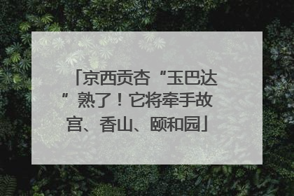京西贡杏“玉巴达”熟了！它将牵手故宫、香山、颐和园