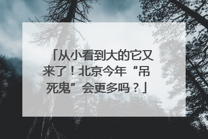 从小看到大的它又来了！北京今年“吊死鬼”会更多吗？