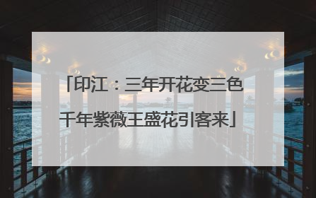 印江：三年开花变三色 千年紫薇王盛花引客来