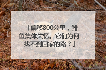 偏移800公里，鲱鱼集体失忆。它们为何找不到回家的路？