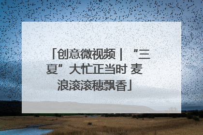 创意微视频｜“三夏”大忙正当时 麦浪滚滚穗飘香