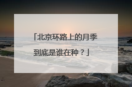 北京环路上的月季到底是谁在种？