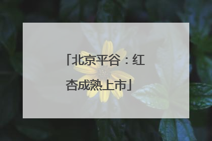 北京平谷：红杏成熟上市