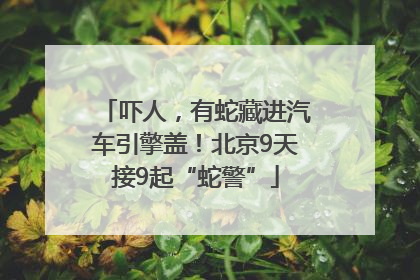 吓人，有蛇藏进汽车引擎盖！北京9天接9起“蛇警”