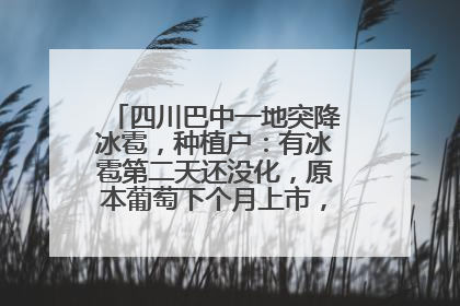 四川巴中一地突降冰雹，种植户：有冰雹第二天还没化，原本葡萄下个月上市，现在全被打落