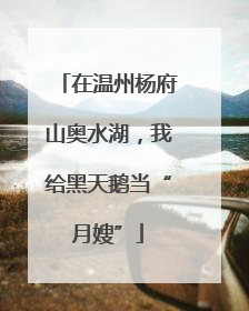在温州杨府山奥水湖，我给黑天鹅当“月嫂”