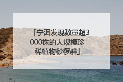 宁洱发现数量超3000株的大规模珍稀植物桫椤群