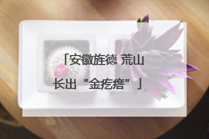 安徽旌德 荒山长出“金疙瘩”