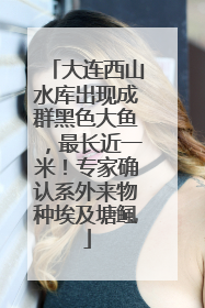大连西山水库出现成群黑色大鱼，最长近一米！专家确认系外来物种埃及塘鲺