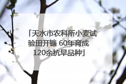 天水市农科所小麦试验田开镰 60年育成120余抗旱品种