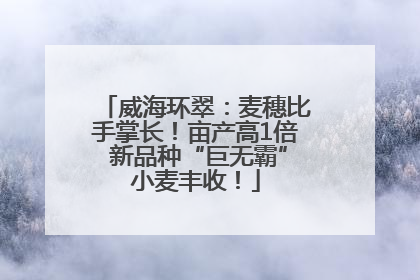 威海环翠：麦穗比手掌长！亩产高1倍 新品种“巨无霸”小麦丰收！