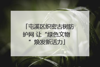 屯溪区织密古树防护网 让“绿色文物”焕发新活力