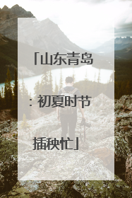 山东青岛：初夏时节插秧忙