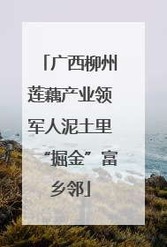 广西柳州莲藕产业领军人泥土里“掘金”富乡邻