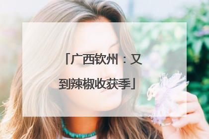 广西钦州：又到辣椒收获季