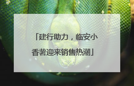 建行助力，临安小香薯迎来销售热潮