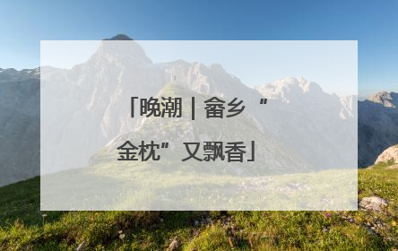 晚潮｜畲乡“金枕”又飘香