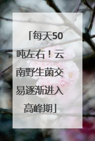 每天50吨左右！云南野生菌交易逐渐进入高峰期