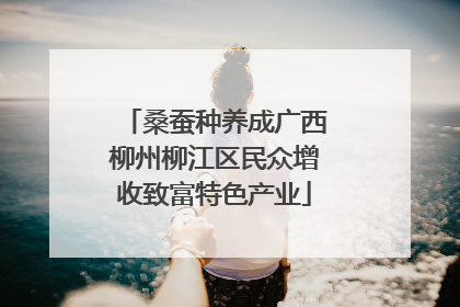 桑蚕种养成广西柳州柳江区民众增收致富特色产业