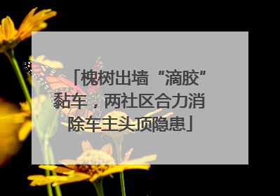 槐树出墙“滴胶”黏车，两社区合力消除车主头顶隐患