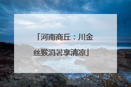 河南商丘：川金丝猴消暑享清凉