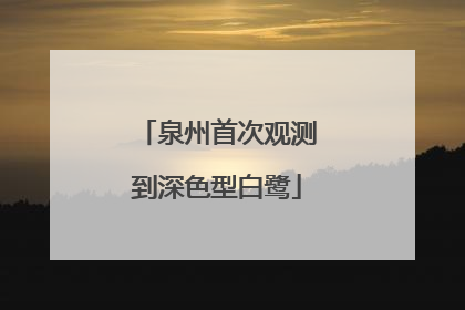 泉州首次观测到深色型白鹭
