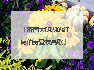 济南大明湖的红尾伯劳登枝高歌