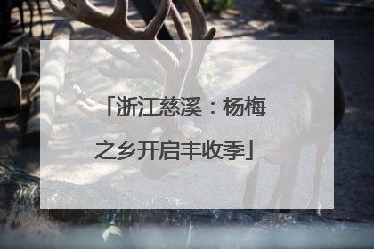 浙江慈溪：杨梅之乡开启丰收季