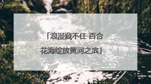 浪漫藏不住 百合花海绽放黄河之滨