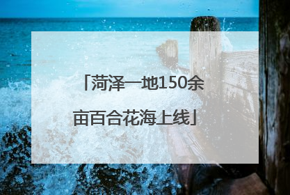 菏泽一地150余亩百合花海上线