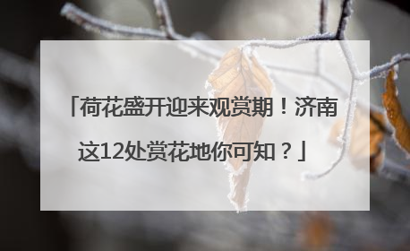 荷花盛开迎来观赏期！济南这12处赏花地你可知？