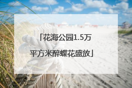 花海公园1.5万平方米醉蝶花盛放