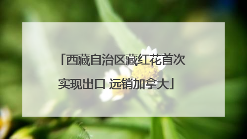 西藏自治区藏红花首次实现出口 远销加拿大