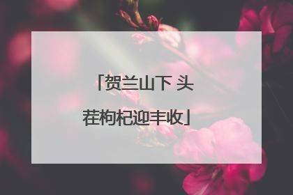 贺兰山下 头茬枸杞迎丰收