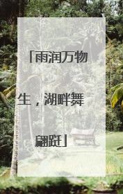 雨润万物生，湖畔舞翩跹