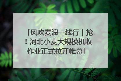 风吹麦浪一线行｜抢！河北小麦大规模机收作业正式拉开帷幕