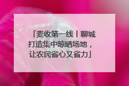 麦收第一线丨聊城打造集中晾晒场地，让农民省心又省力